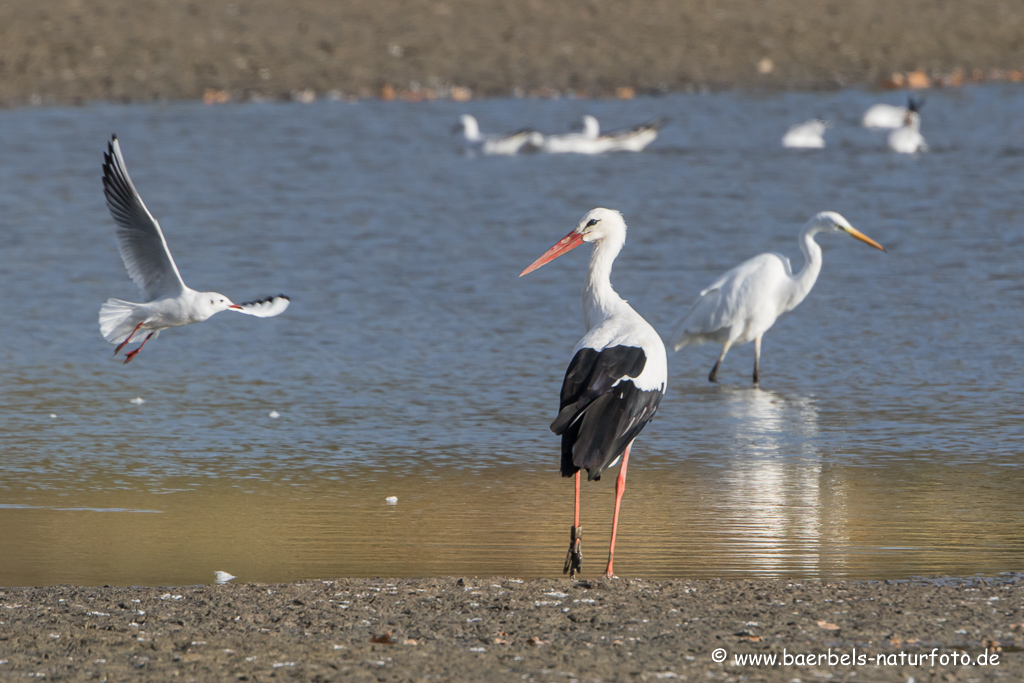 Weissstorch