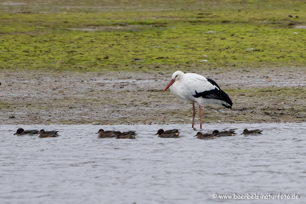 Weissstorch