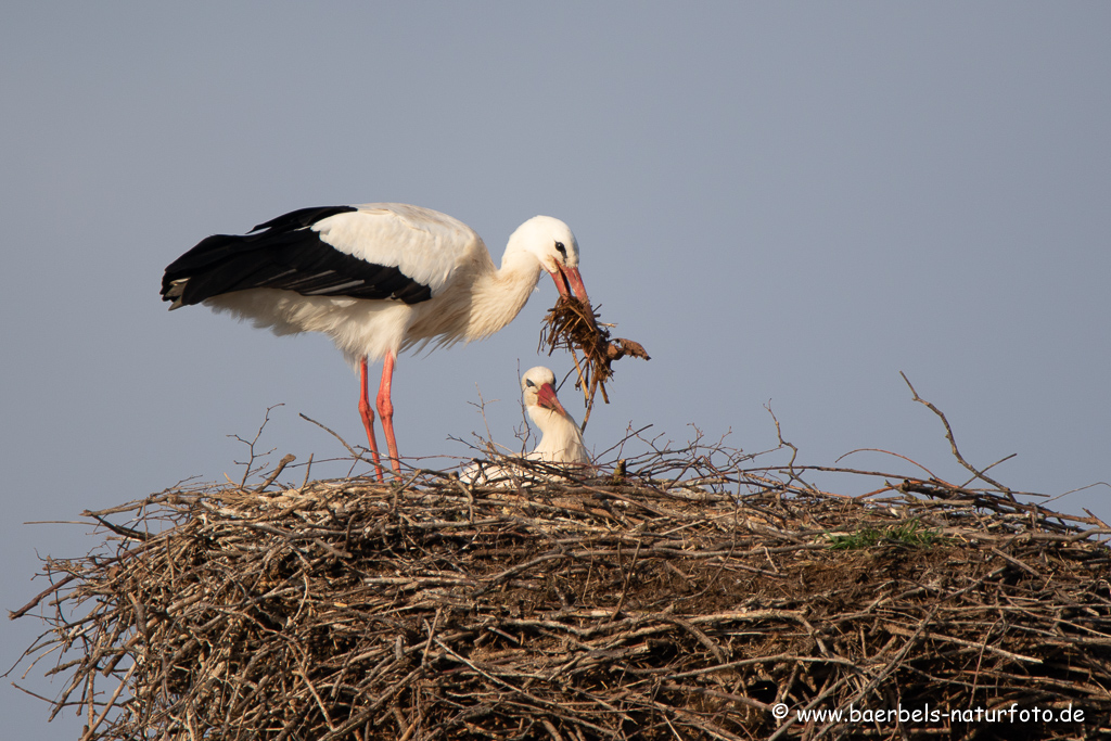 Weissstorch