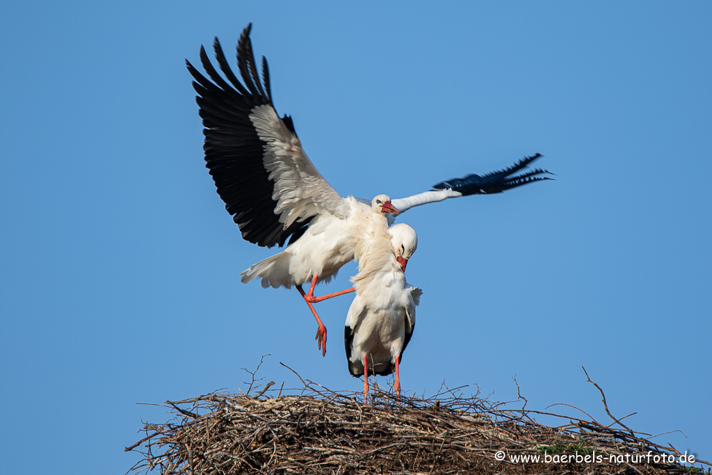 Weissstorch