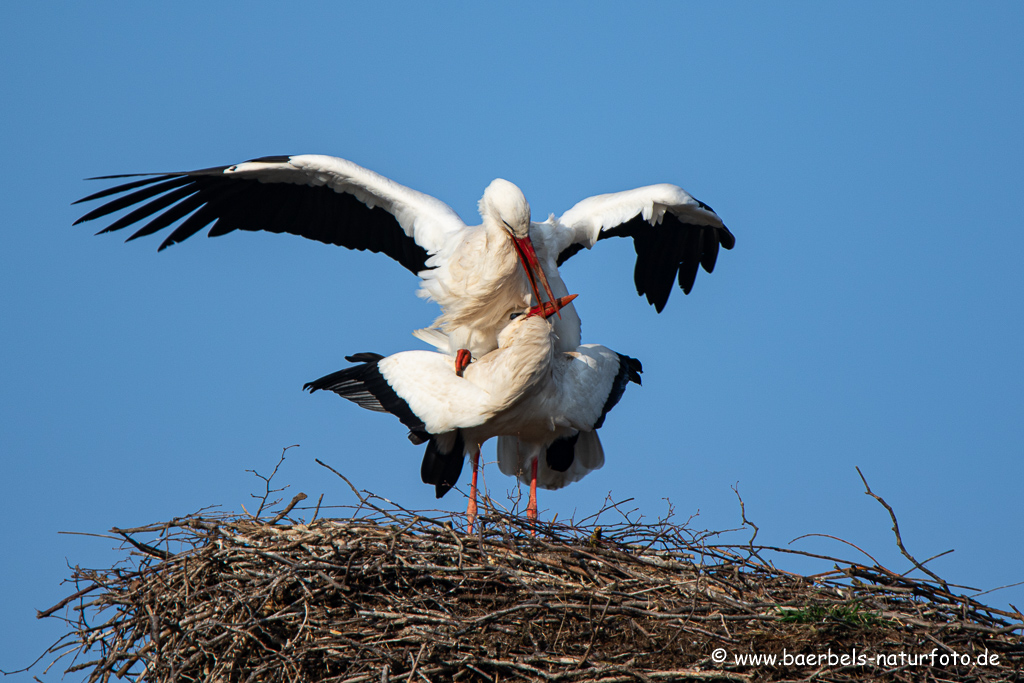 Weissstorch