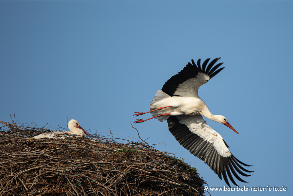 Weissstorch