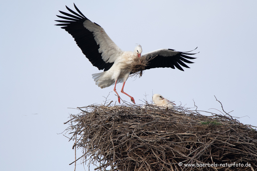 Weissstorch