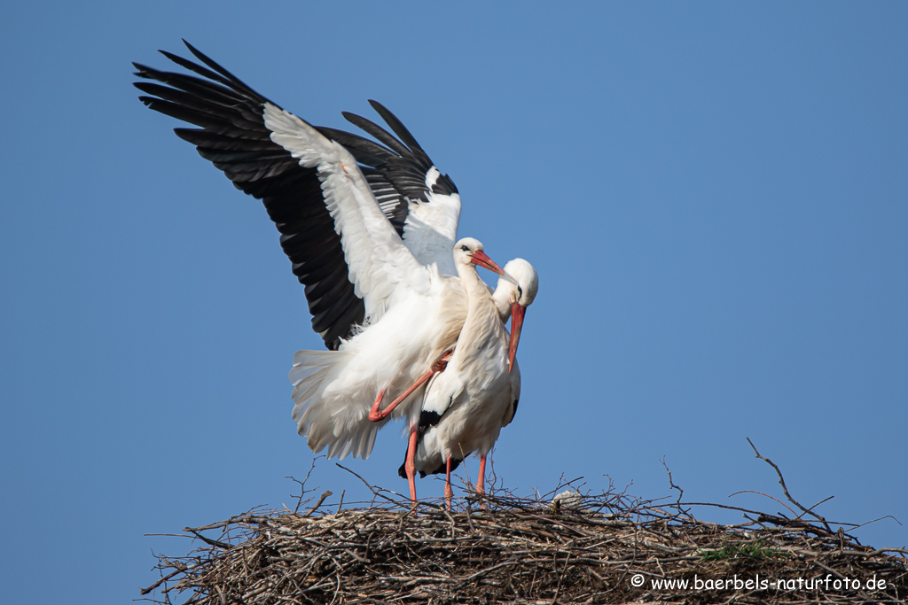 Weissstorch