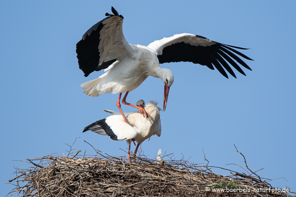 Weissstorch