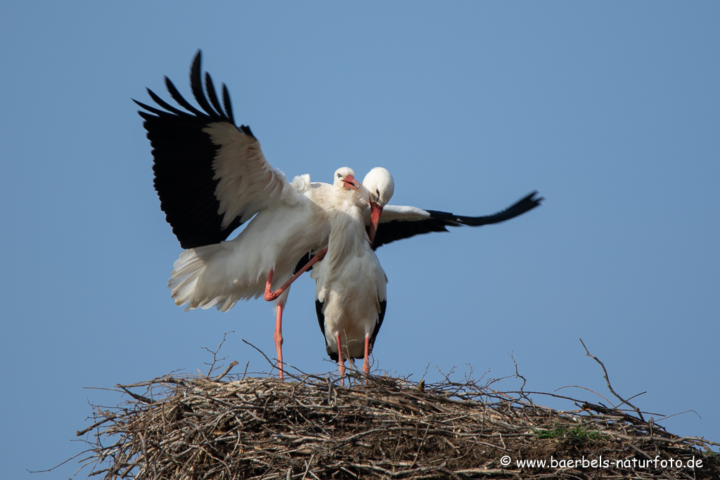 Weissstorch