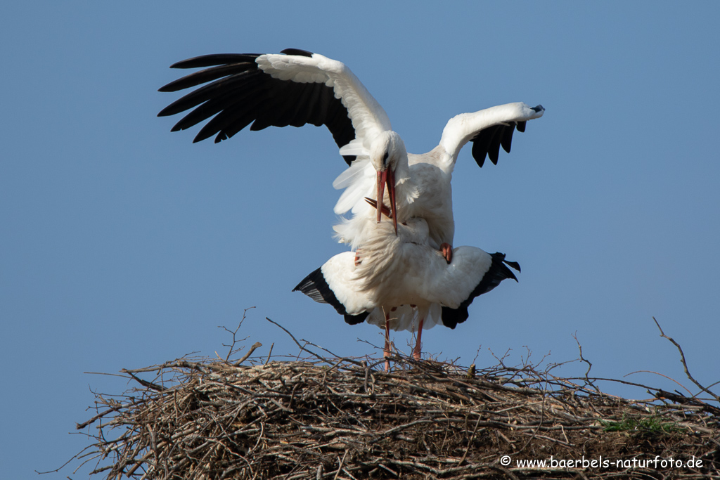 Weissstorch