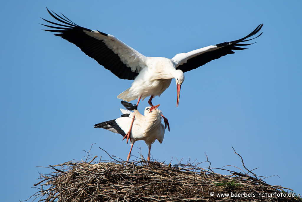 Weissstorch