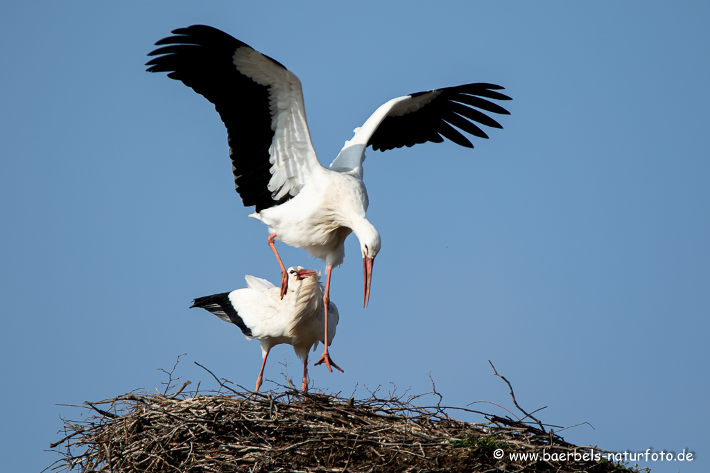 Weissstorch