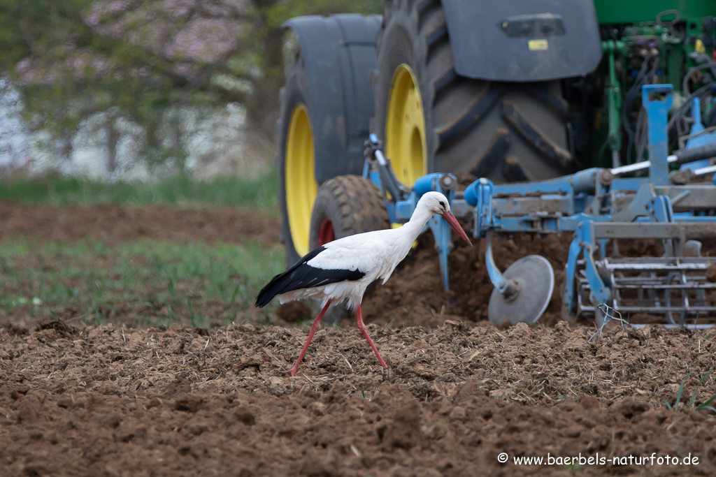 Weissstorch