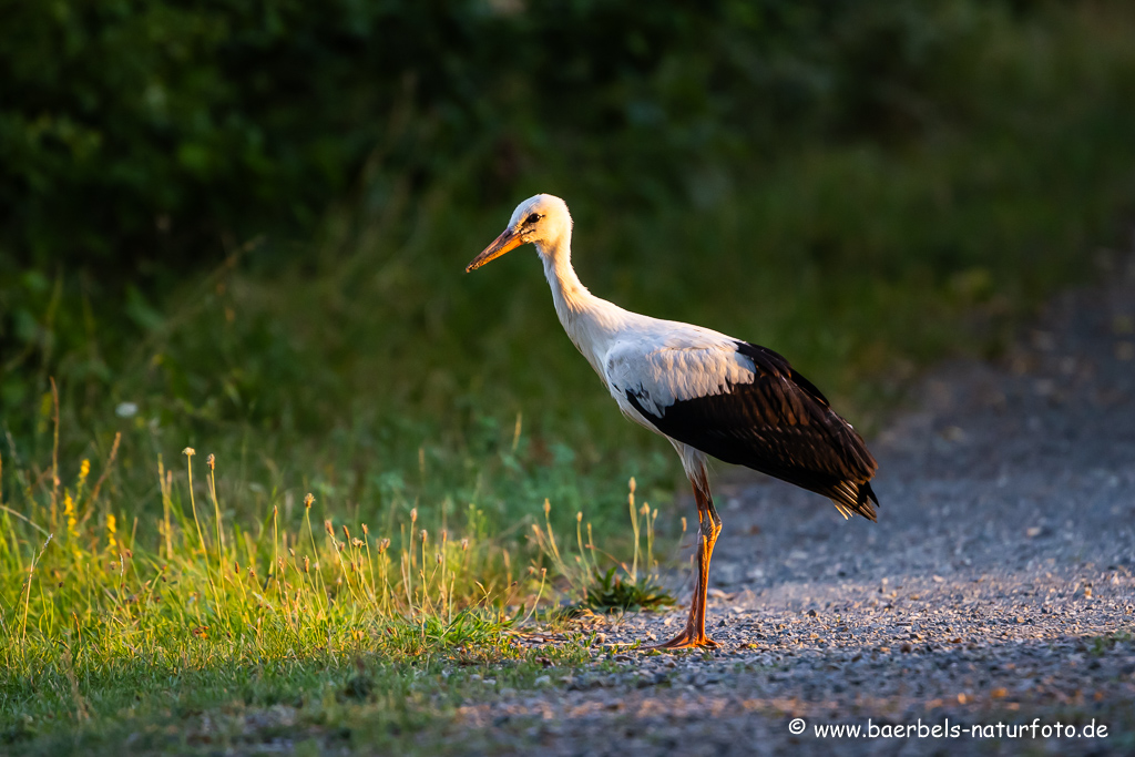 Weissstorch