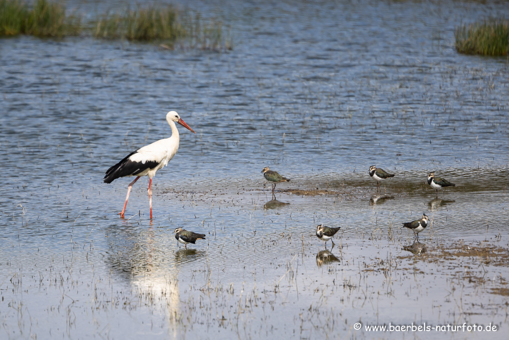 Weissstorch