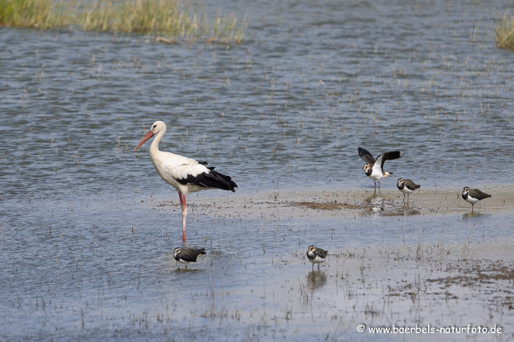 Weissstorch