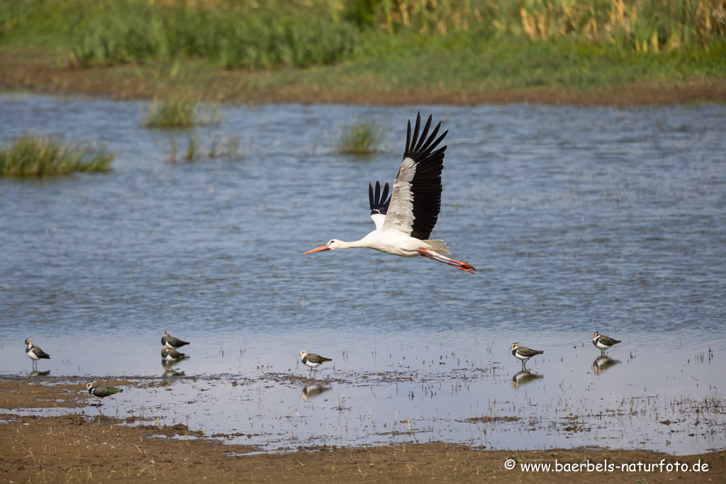 Weissstorch