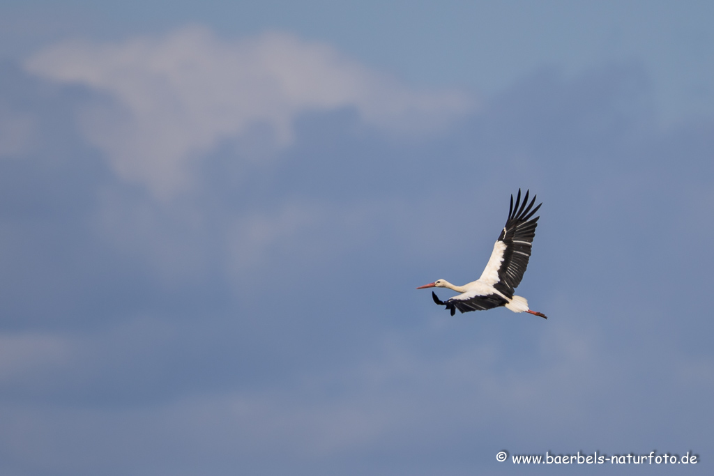 Weissstorch