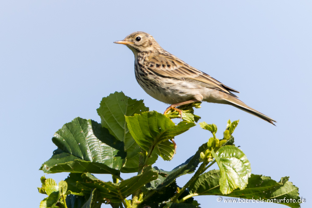 Wiesenpieper