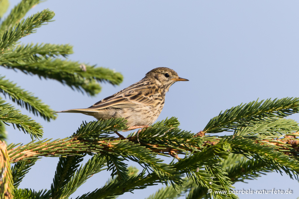 Wiesenpieper