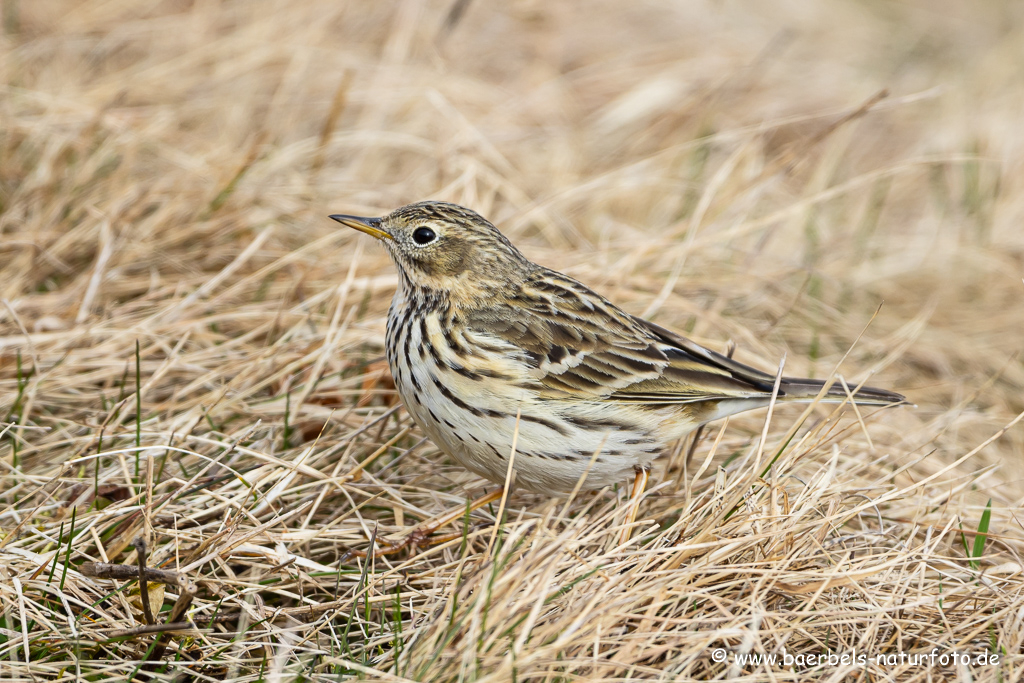 Wiesenpieper