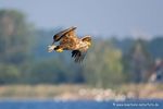 Seeadler