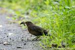 Amsel mit Würmern