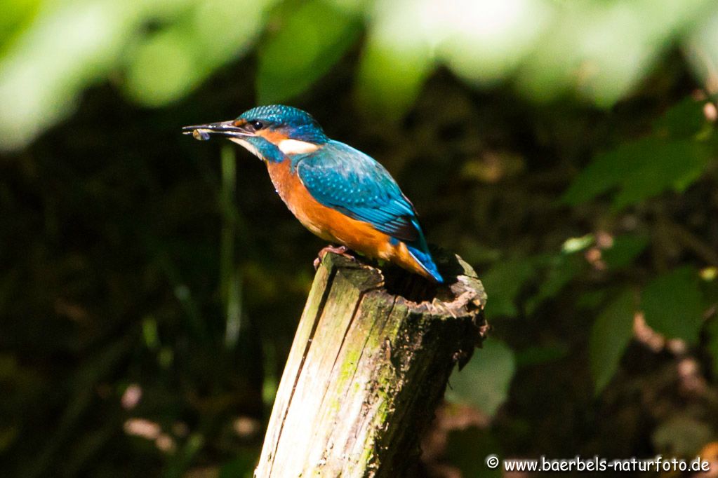 Eisvogel fängt heut mal Wasserläufer