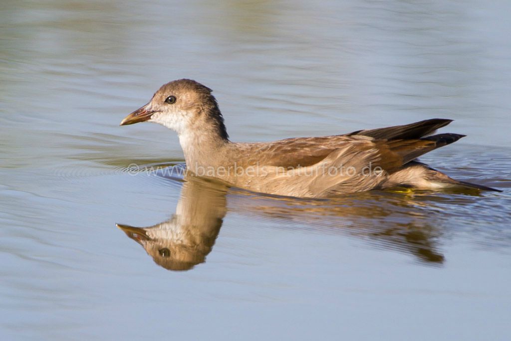 Teichhuhn