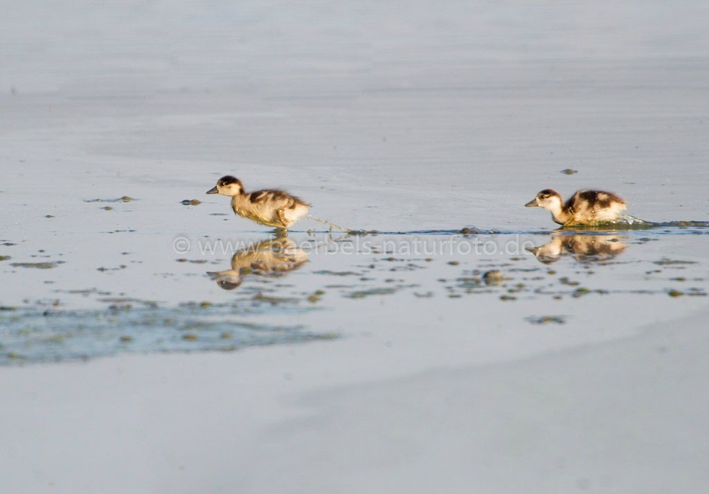 Nilgans