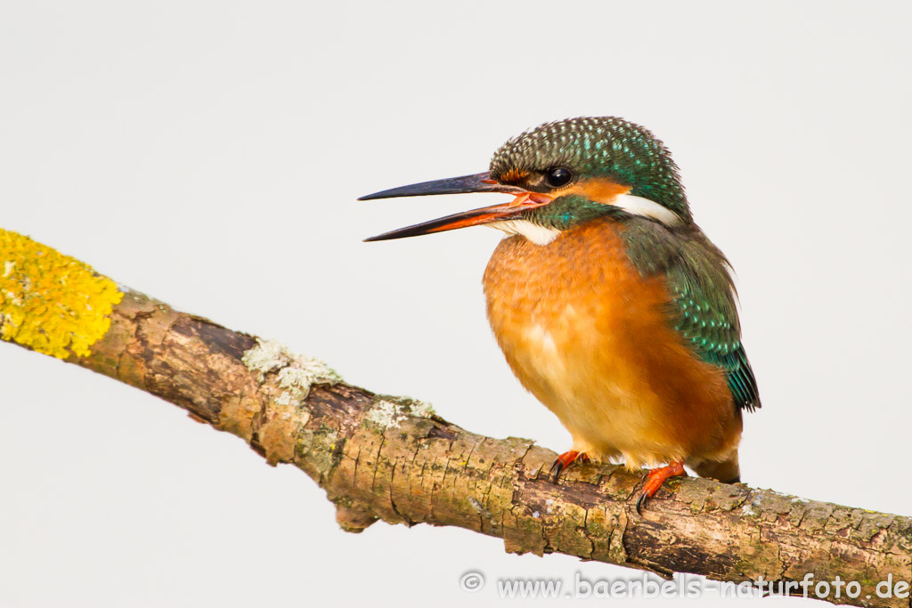 Eisvogel