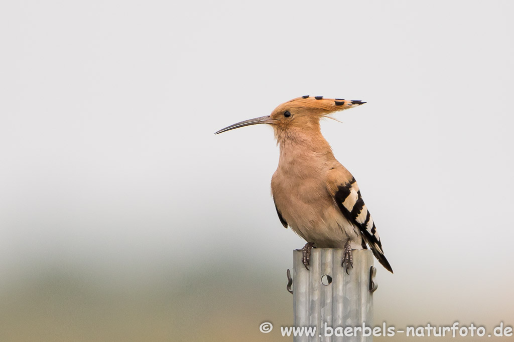 Prächtiger Vogel