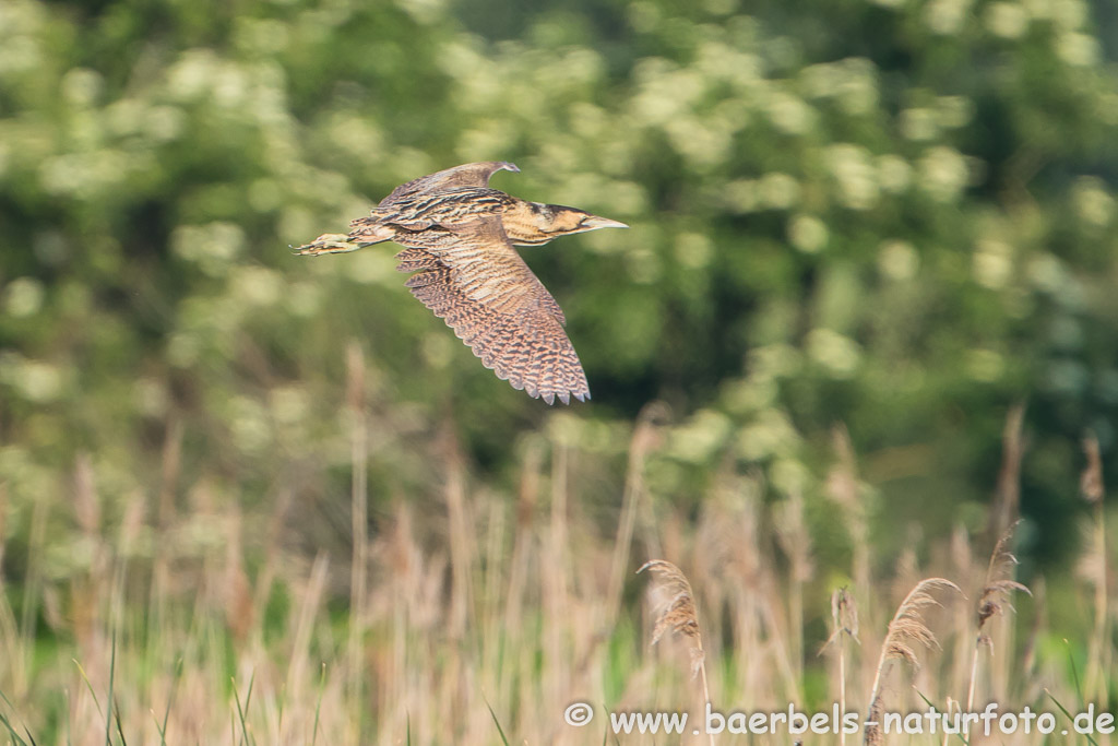 Rohrdommel fliegt