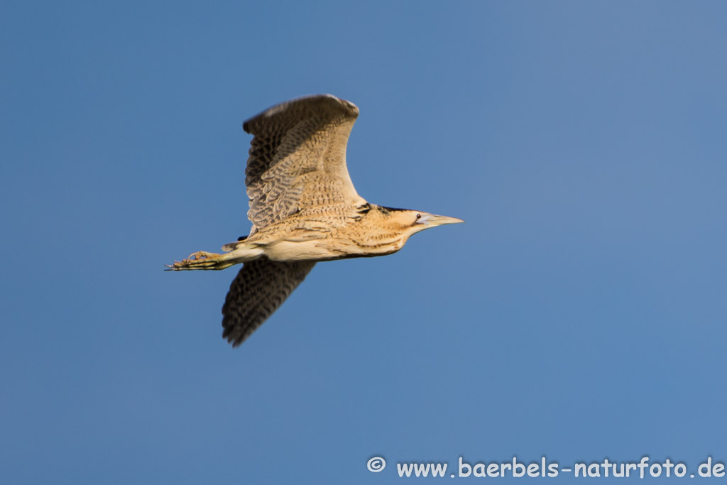 Fliegende Rohrdommel