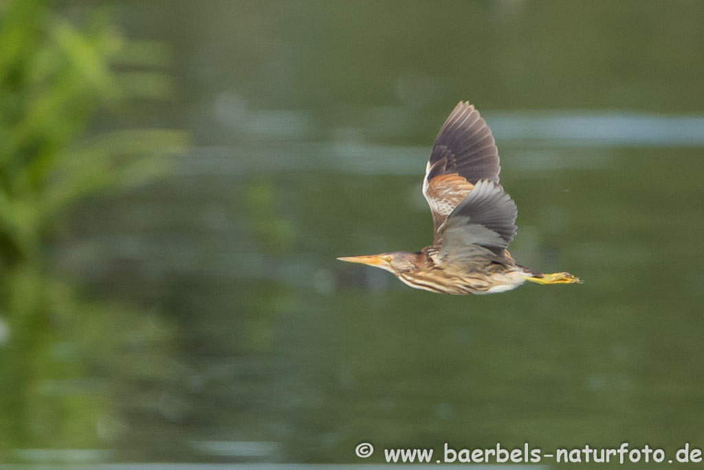 Zwergdommel fliegt