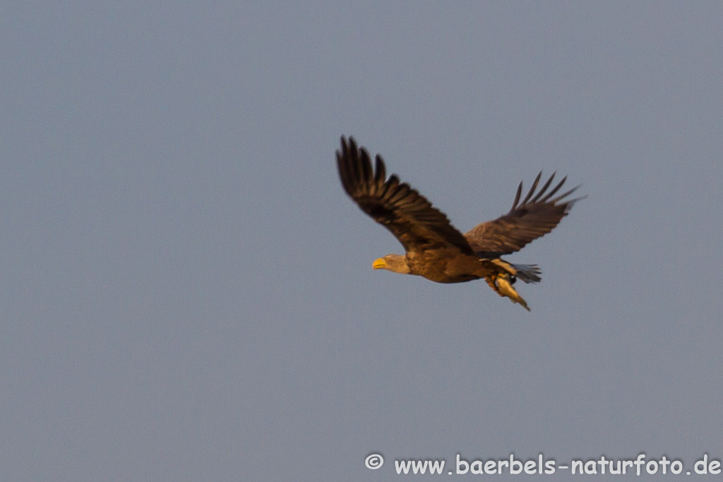 Seeadler mit Fisch