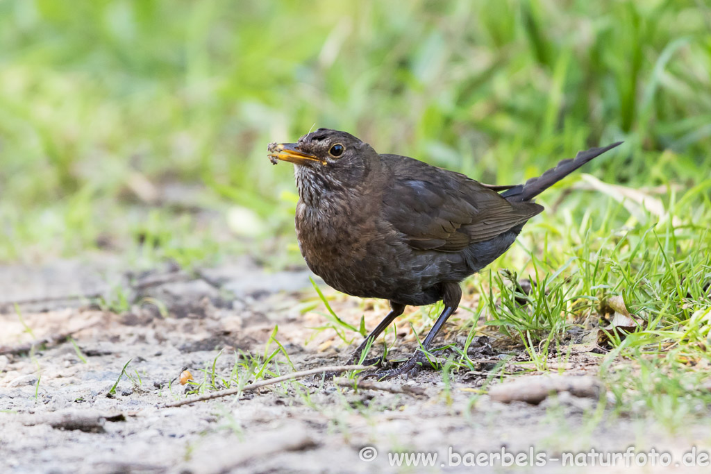 Weibl. Amsel beim Frühstück