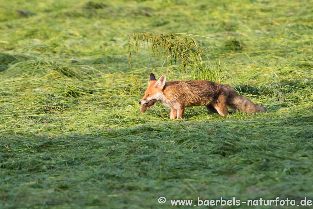 Ein Rotfuchs fängt früh zeitig auch schon Mäuse