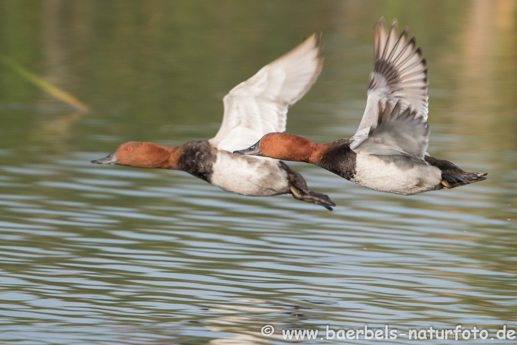 Flug der Tafelenten