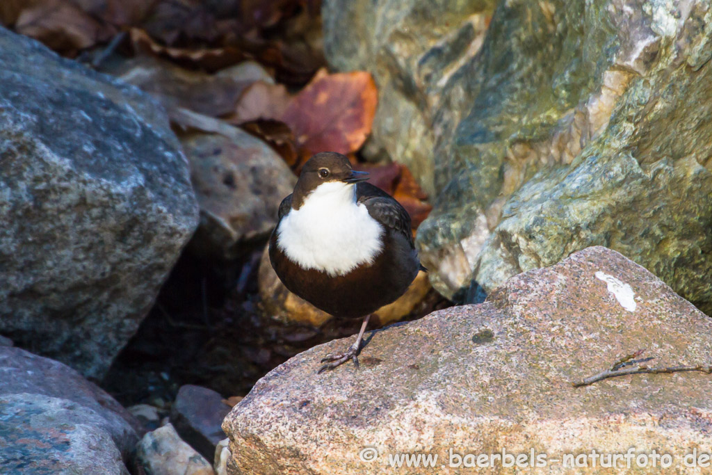 Bei der Wasseramsel