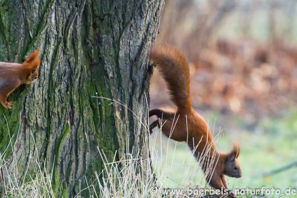 Eichhörnchen spielen