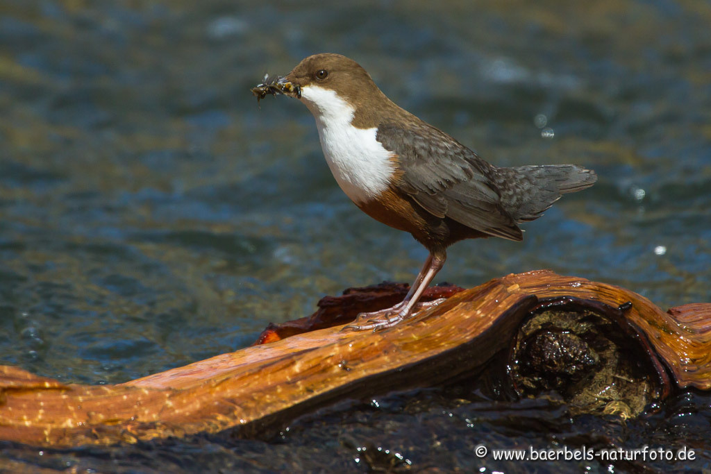 Wasseramsel füttert noch