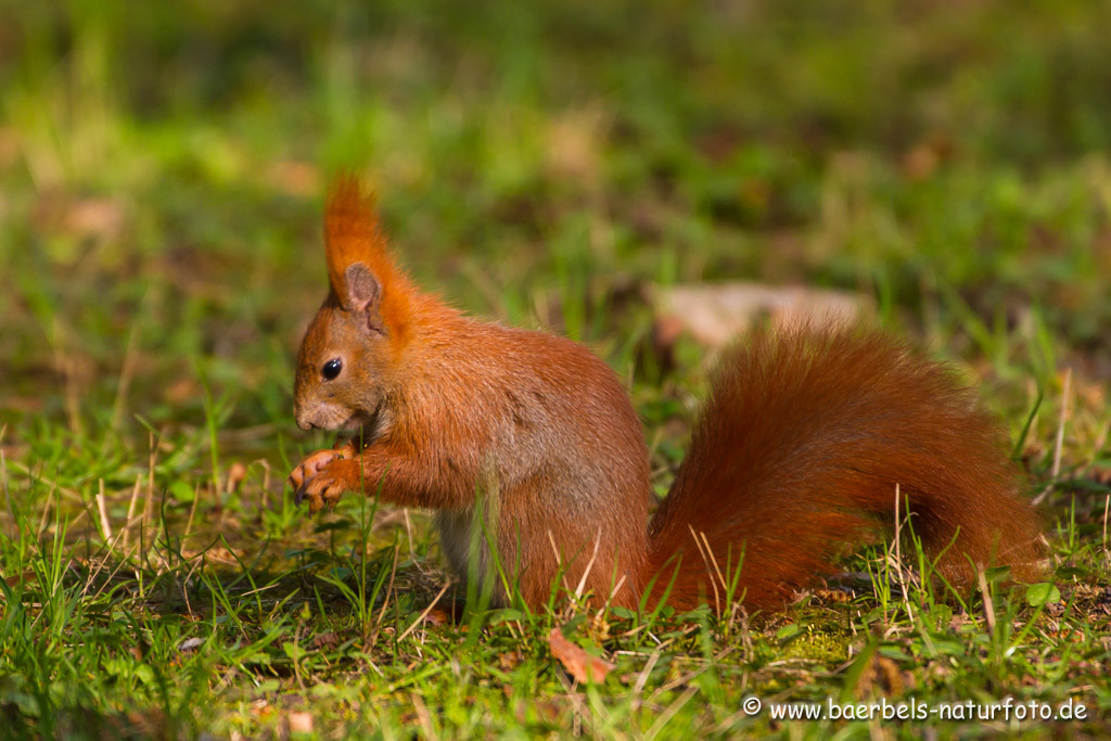 Eichhörnchen sucht nach Nahrung