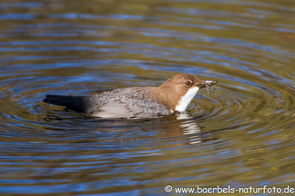 Wasseramsel bringt dem 1. ausgeflogenen Jungen Futter zu einer Felsspalte