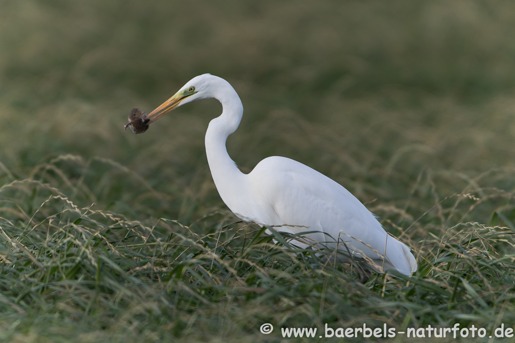 Silberreiher sehr erfolgreich auf Mäusejagd