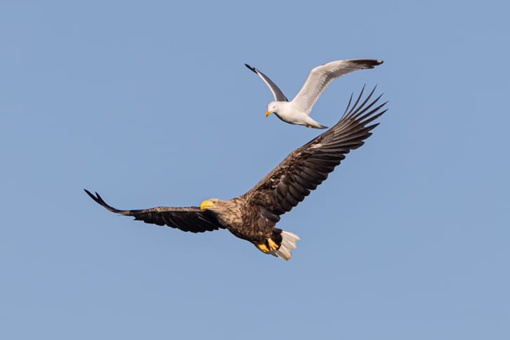 Seeadler und Silbermöwe