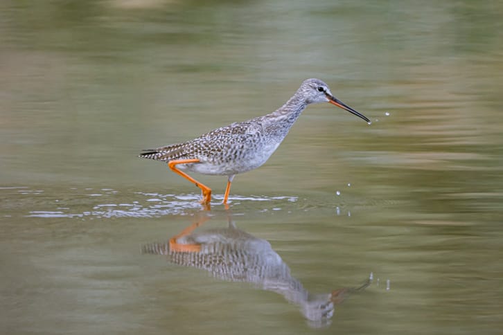 Dunkler Wasserläufer