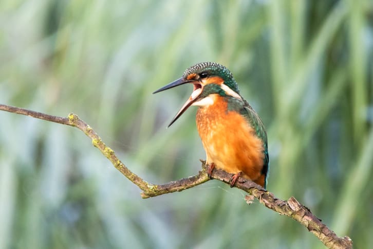 Eisvogel würgt Gewölle raus