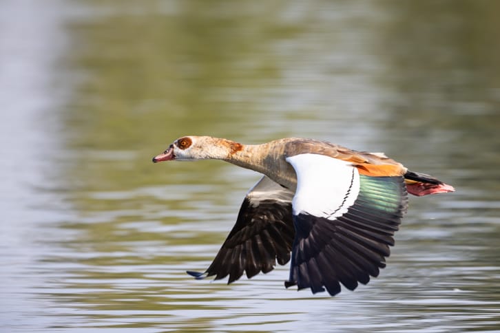 Nilgans