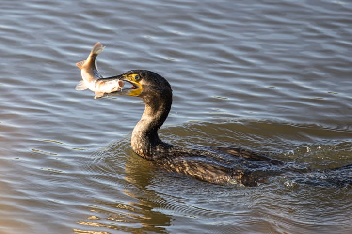 Kormoran