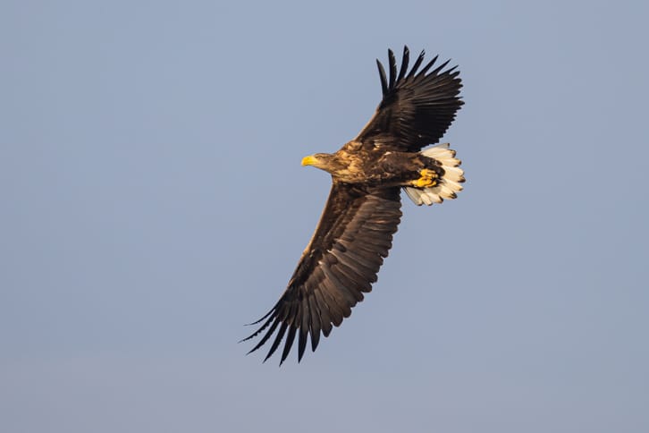 Seeadler